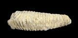Cretaceous Fossil Oyster (Rastellum) - Madagascar #69631-2
